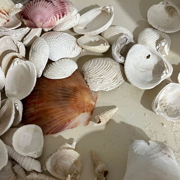 Jojos Seashell Shack Collection Florida Shells Decor Crafting Over 100 including - Picture 4 of 16